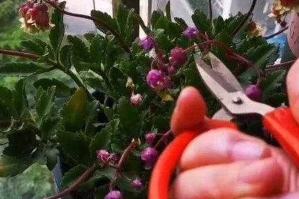 灯笼花喜阴吗，属于喜阳植物