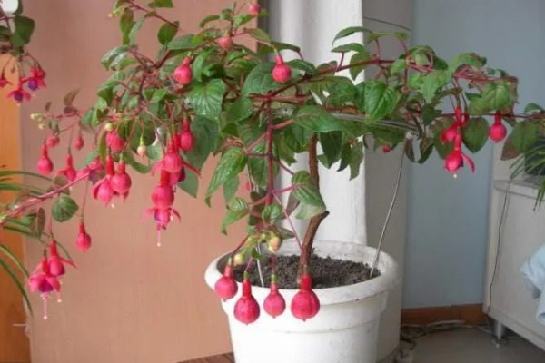 灯笼花喜阴吗，属于喜阳植物