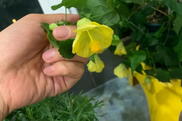 灯笼花喜阴吗，属于喜阳植物