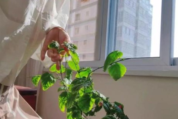 灯笼花喜阴吗，属于喜阳植物