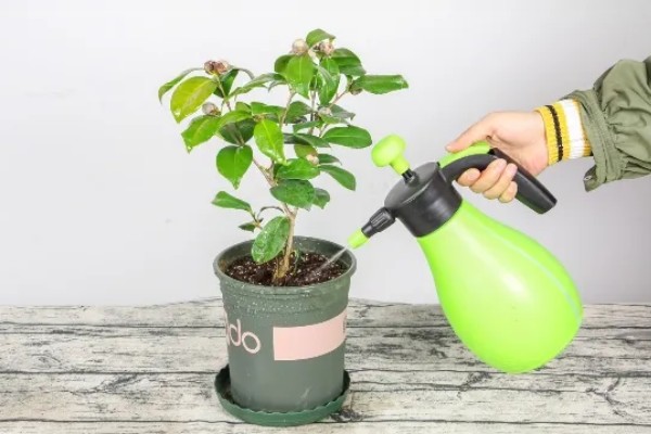 茶花移栽后如何浇水,不要用自来水浇