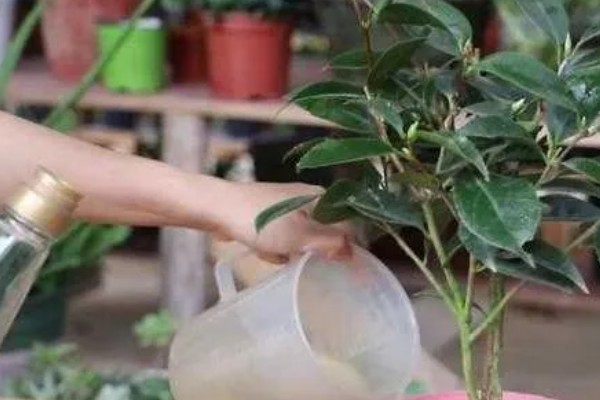 茶花移栽后如何浇水,不要用自来水浇