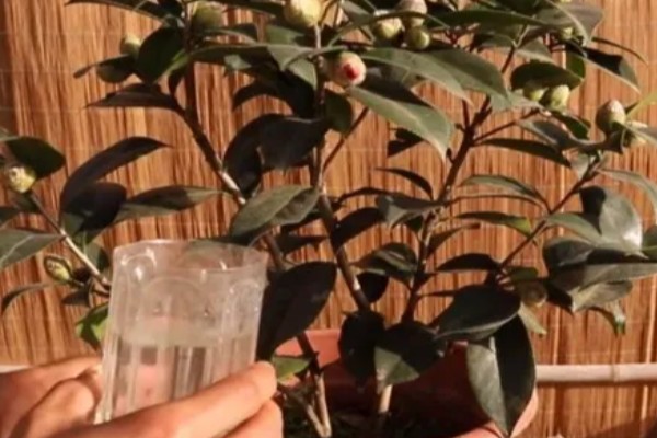 茶花移栽后如何浇水,不要用自来水浇