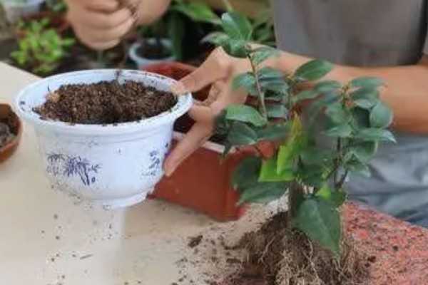 茶花移栽后如何浇水,不要用自来水浇