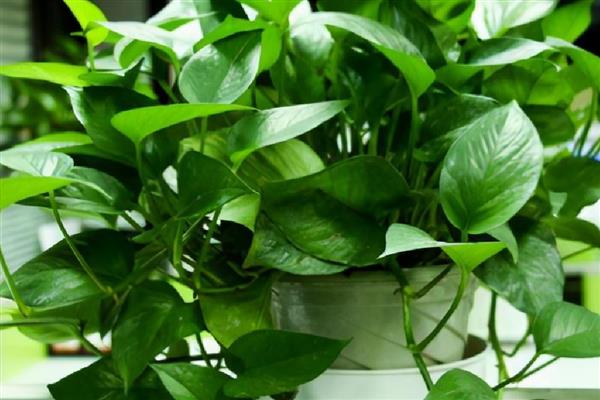 绿箩是喜阴还是喜阳,属于喜阴植物