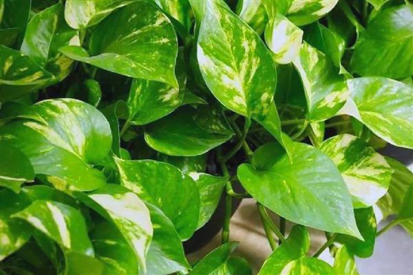 绿箩是喜阴还是喜阳,属于喜阴植物