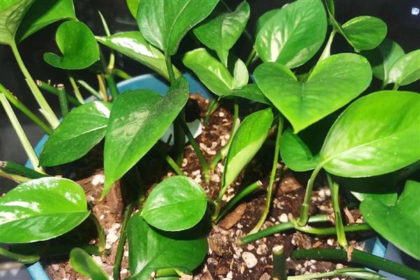 绿箩是喜阴还是喜阳,属于喜阴植物