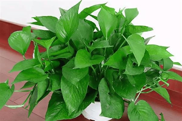 绿箩是喜阴还是喜阳,属于喜阴植物