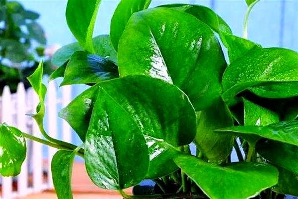 绿箩是喜阴还是喜阳,属于喜阴植物