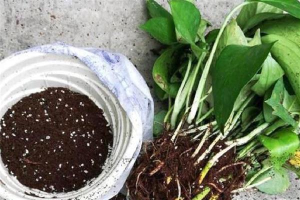 绿箩是喜阴还是喜阳,属于喜阴植物