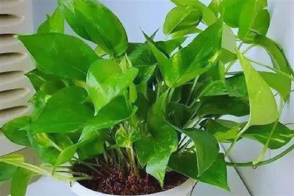 绿箩是喜阴还是喜阳,属于喜阴植物