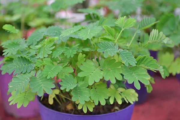 含羞草简介，是多年生草本植物