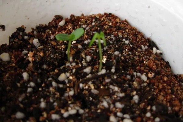 含羞草简介，是多年生草本植物