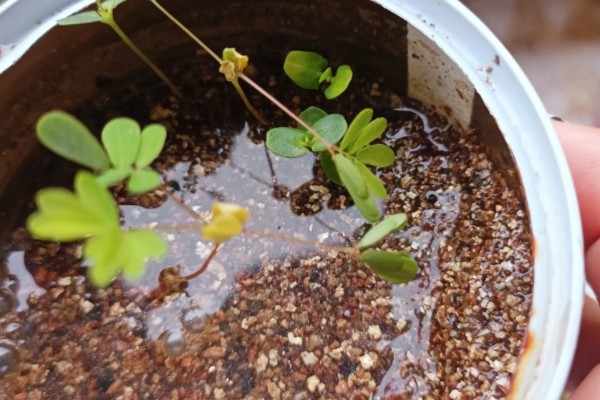 含羞草简介，是多年生草本植物