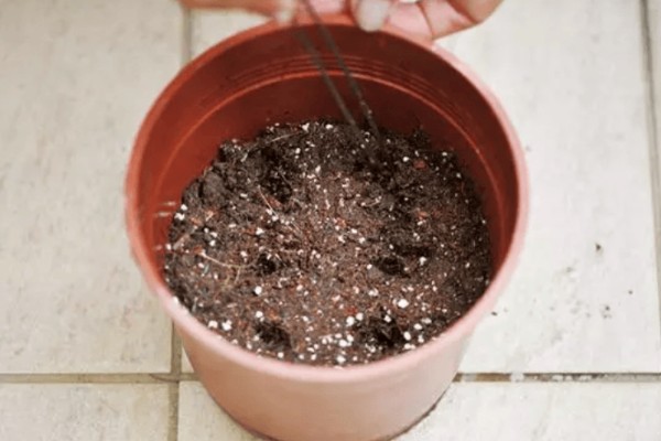 含羞草简介，是多年生草本植物