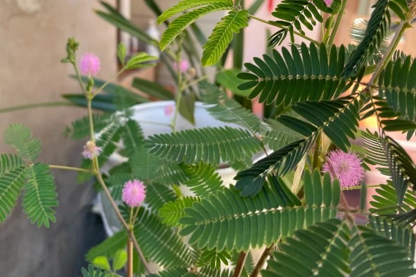 含羞草简介，是多年生草本植物