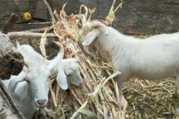 羊吃麦秸有什么坏处,通常会出现上火的现象
