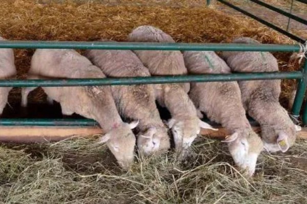 羊吃麦秸有什么坏处,通常会出现上火的现象