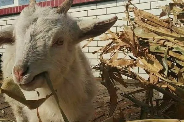羊吃麦秸有什么坏处,通常会出现上火的现象