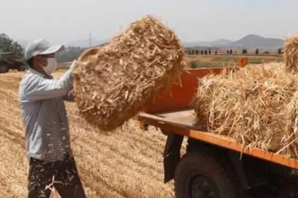 羊吃麦秸有什么坏处,通常会出现上火的现象