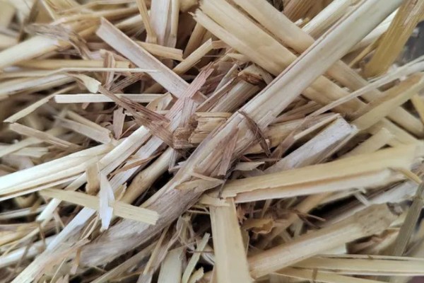 羊吃麦秸有什么坏处,通常会出现上火的现象