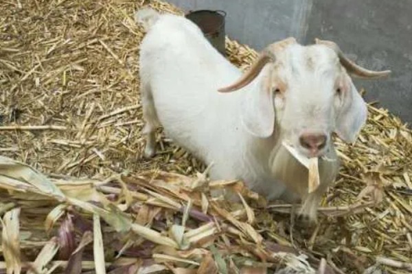 羊吃麦秸有什么坏处,通常会出现上火的现象