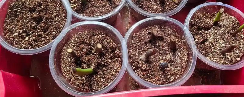 玫瑰花什么时候扦插，3-4月份、9-10月份都可以进行