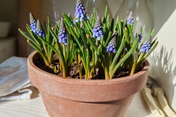 葡萄风信子的种植方式，通过播种和分株的方法进行种植