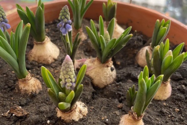 葡萄风信子的种植方式，通过播种和分株的方法进行种植