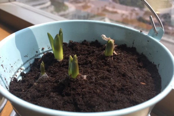 葡萄风信子的种植方式，通过播种和分株的方法进行种植