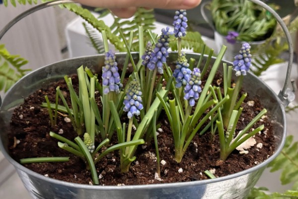 葡萄风信子的种植方式，通过播种和分株的方法进行种植
