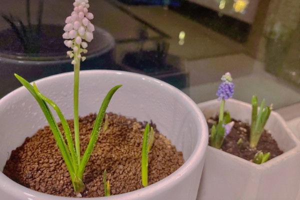 葡萄风信子的种植方式，通过播种和分株的方法进行种植