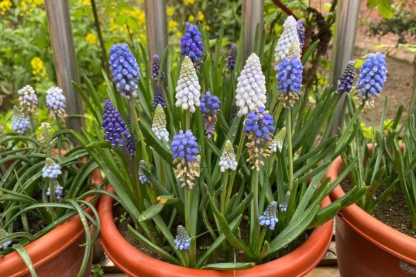 葡萄风信子的种植方式，通过播种和分株的方法进行种植