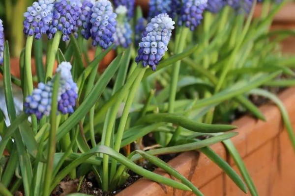 葡萄风信子的种植方式，通过播种和分株的方法进行种植