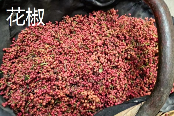 花椒与藤椒有什么区别，颜色、口味均不同