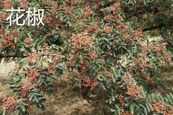 花椒与藤椒有什么区别，颜色、口味均不同