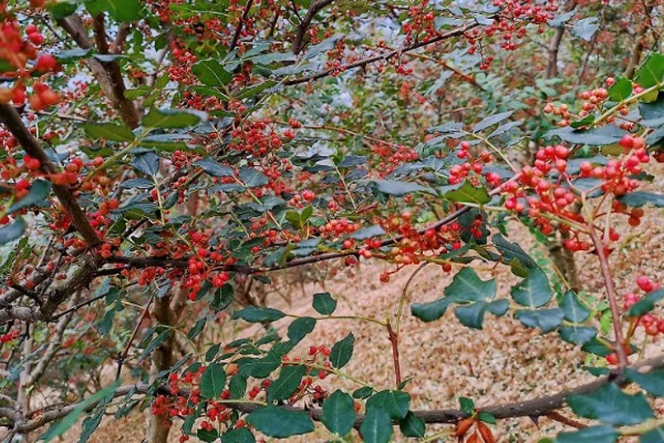 花椒与藤椒有什么区别，颜色、口味均不同