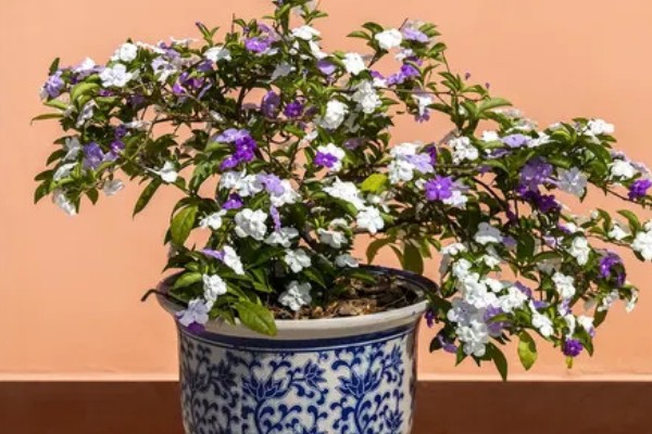 怎么养殖鸳鸯茉莉，生长季节要定期追施薄肥