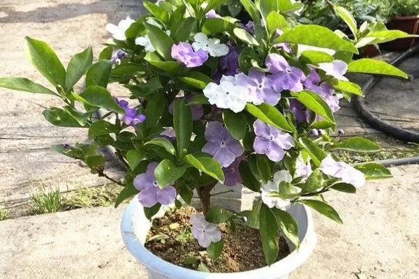 怎么养殖鸳鸯茉莉，生长季节要定期追施薄肥