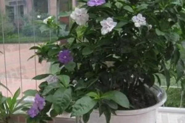 怎么养殖鸳鸯茉莉，生长季节要定期追施薄肥