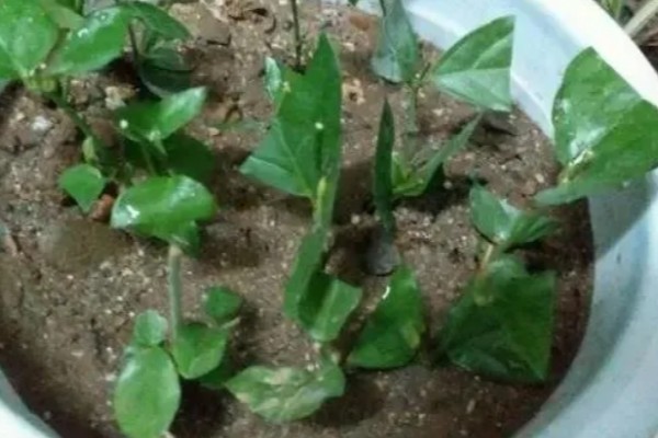 怎么养殖鸳鸯茉莉，生长季节要定期追施薄肥