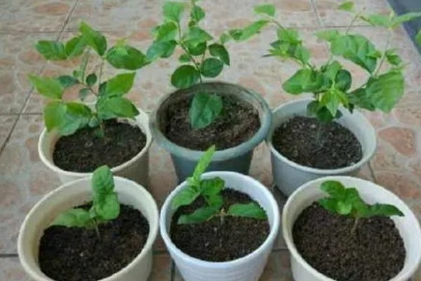 怎么养殖鸳鸯茉莉，生长季节要定期追施薄肥