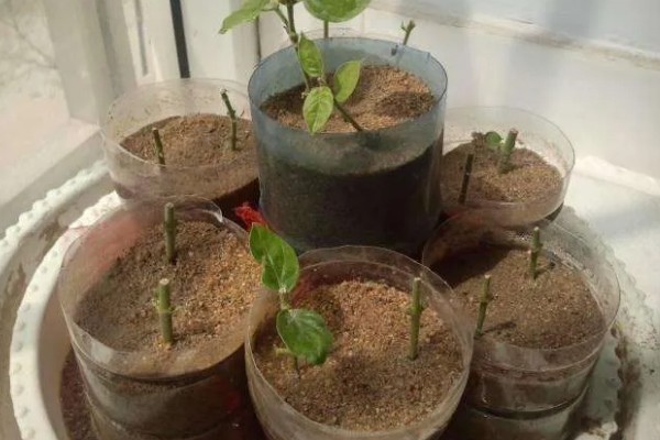 怎么养殖鸳鸯茉莉，生长季节要定期追施薄肥