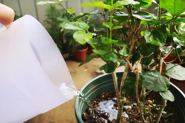 怎么养殖鸳鸯茉莉，生长季节要定期追施薄肥