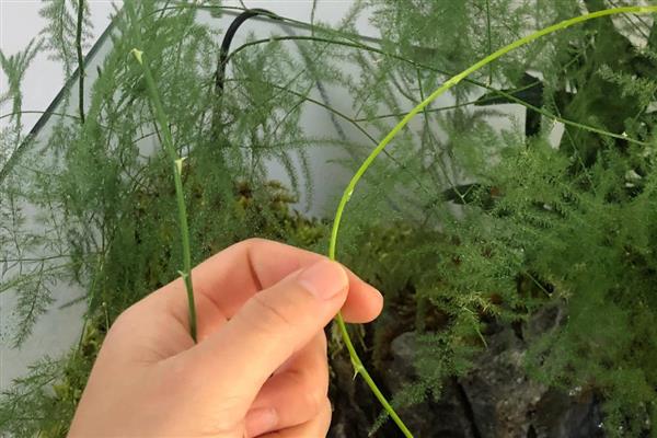 文竹如何修剪，将黄叶和病叶剪掉