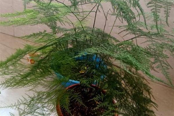 文竹如何修剪，将黄叶和病叶剪掉