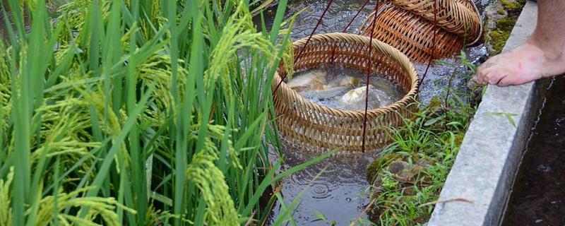 禾花鱼的养殖方法，投鱼苗前先往稻田里施加足够的基肥