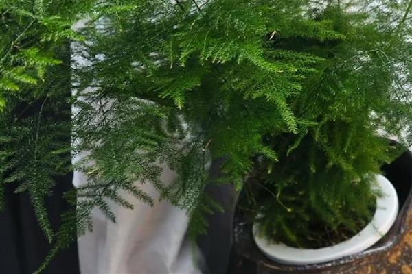 文竹如何修剪，将黄叶和病叶剪掉