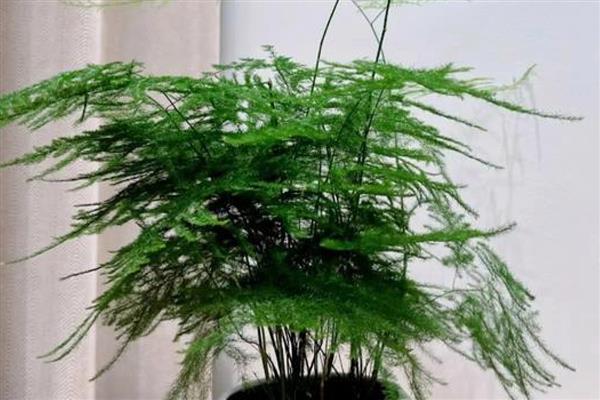 文竹如何修剪，将黄叶和病叶剪掉