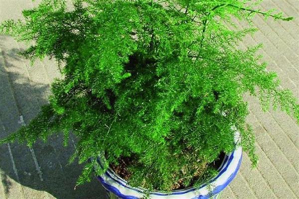 文竹如何修剪，将黄叶和病叶剪掉